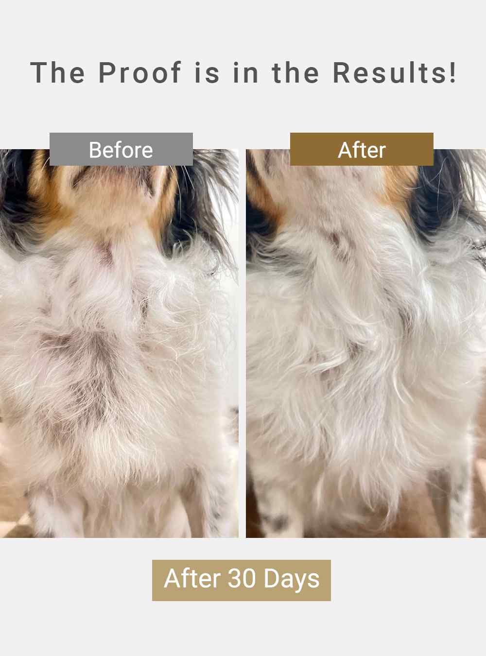 MIRANEST Lotion for Dog & Cat - 3.4 fl oz (100ml)