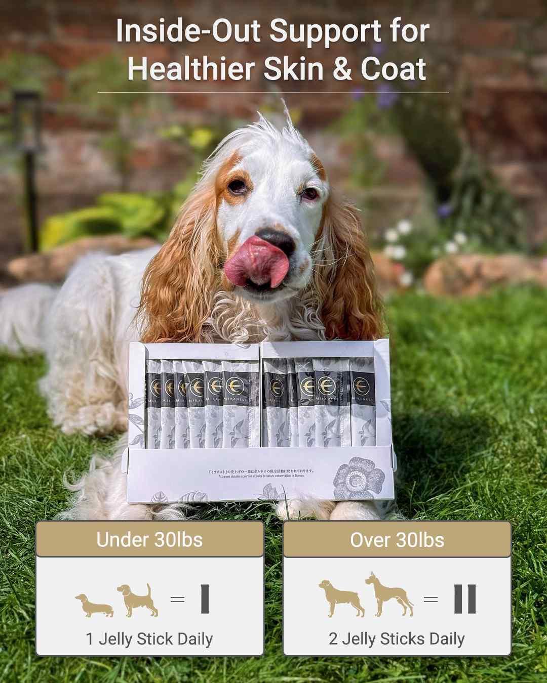 MIRANEST Jelly Stick for Dog - 30 Packs