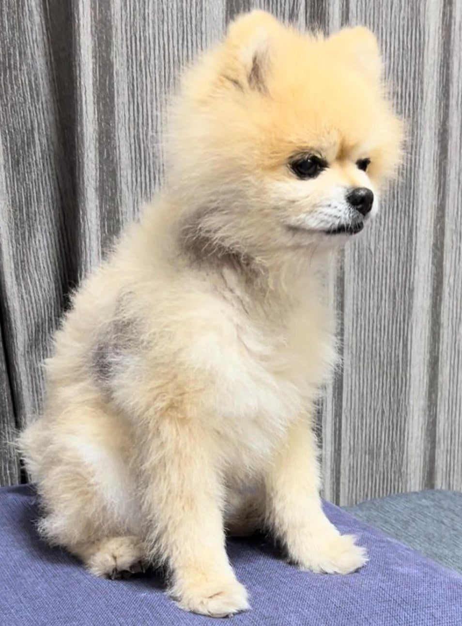 Felix, a 13-year-old Pomeranian