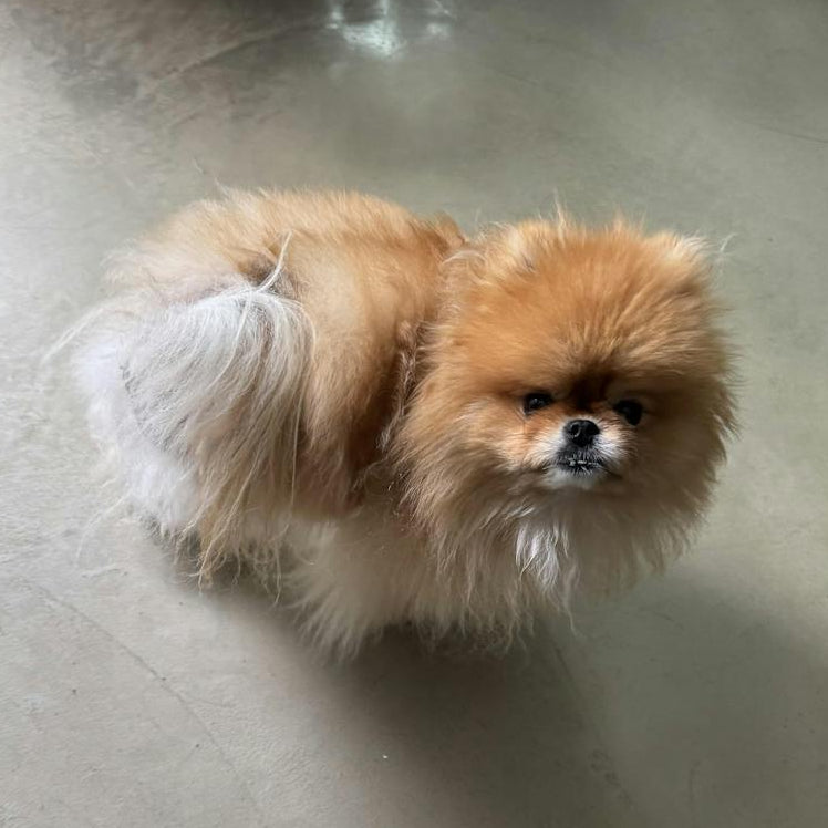 Pomeranian mit starkem Haarausfall