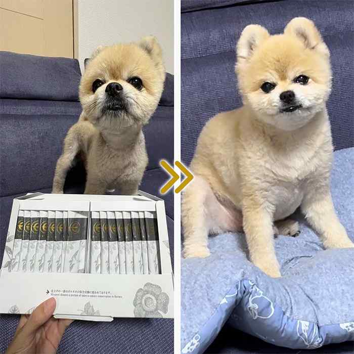 Max der Pomeranian
