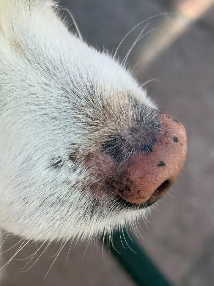 Morty
