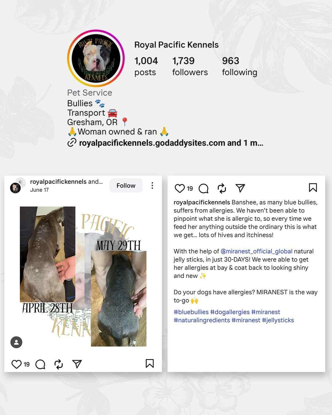 MIRANEST Jelly Stick for Dog - 30 Packs