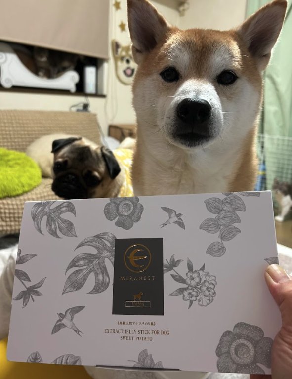 Shiba